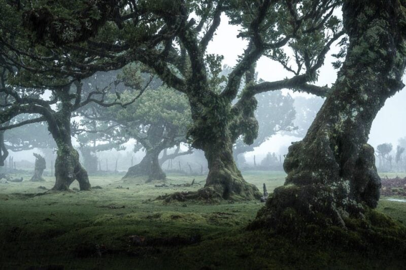 Madeira: West Tour With Guide Fanal Forest SykWalkExperience - Câmera De Lobos
