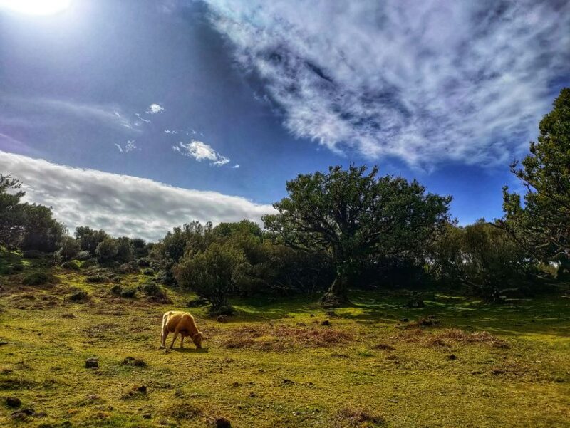 Madeira: Western Madeira Guided Trip & Fanal Mystic Forest - Guide and Experience