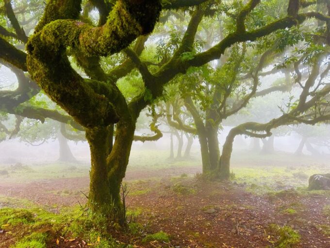 Madeira: Western Madeira Guided Trip & Fanal Mystic Forest - Additional Information