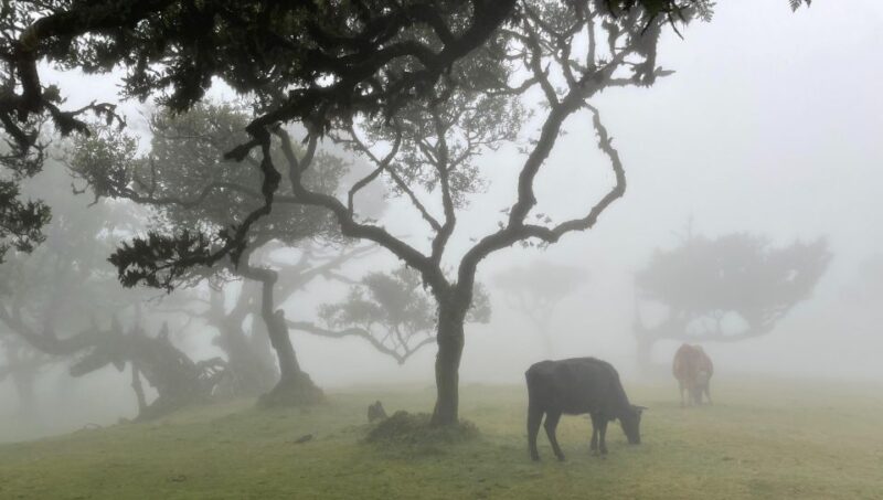 Madeira: Westside Achadas Cruz, Moniz, Seixal and Fanal - Fanal Forest Guided Tour
