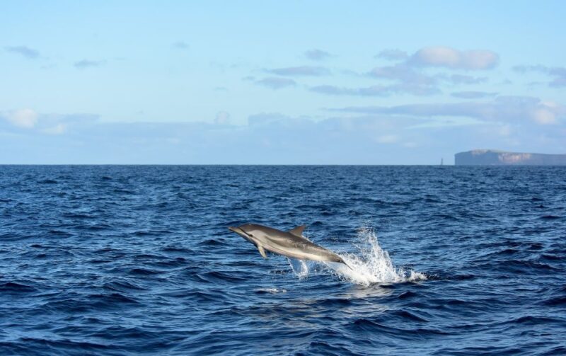 Madeira: Whale and Dolphin Watching Boat Tour From Machico - Tour Experience and Itinerary