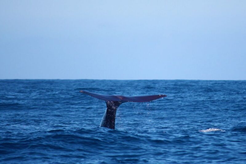 Madeira: Whale and Dolphin Watching Private Cruise - Itinerary and Onboard Experience