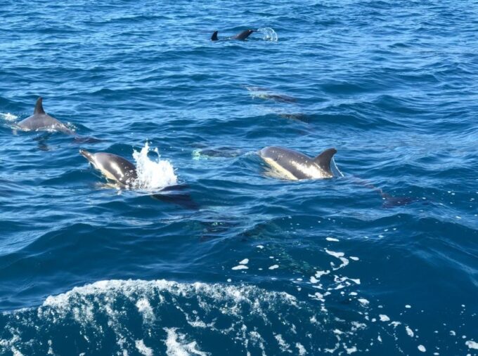 Madeira: Whale and Dolphin Watching Private Cruise - Booking and Cancellation Policy