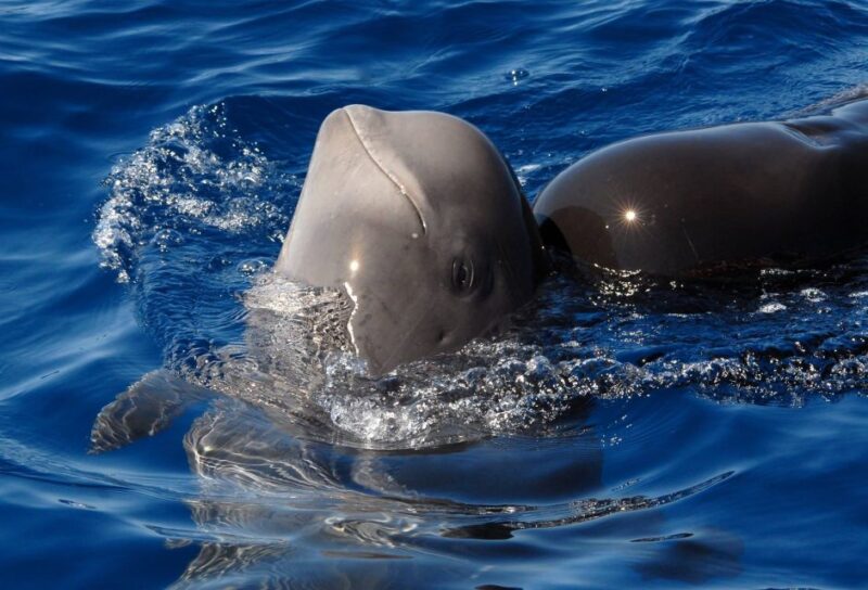 Madeira: Whale and Dolphin Watching Tour - Key Points