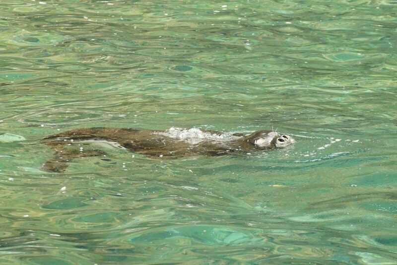 Madeira: Whale and Dolphin Watching Tour - Experience and Highlights