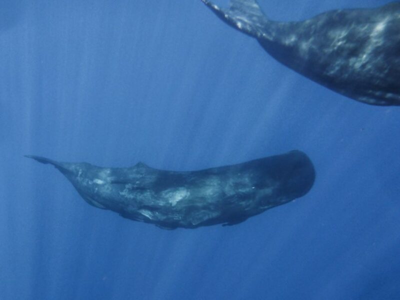 Madeira: Whale and Dolphin Watching Tour - Important Information