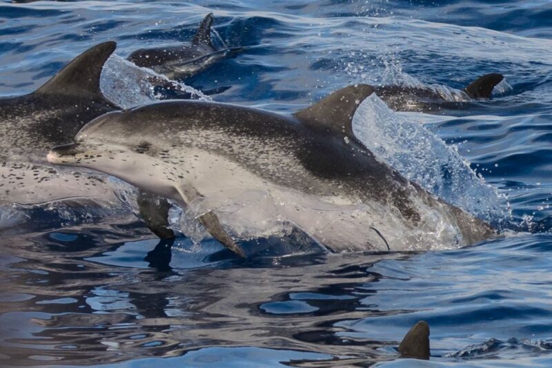 Madeira: Whale and Dolphin Watching Tour - Customer Reviews and Ratings