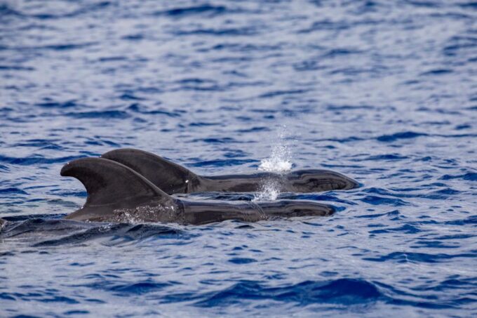Madeira: Whale and Dolphin Watching Tour - Booking and Availability
