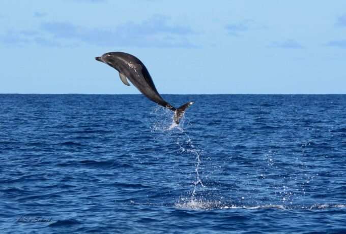 Madeira: Whale and Dolphin Watching Tour - Safety and Sustainability