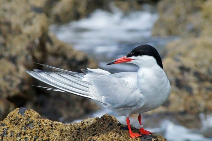 Madeira: Whale and Dolphin Watching Tour - Preparing for the Tour