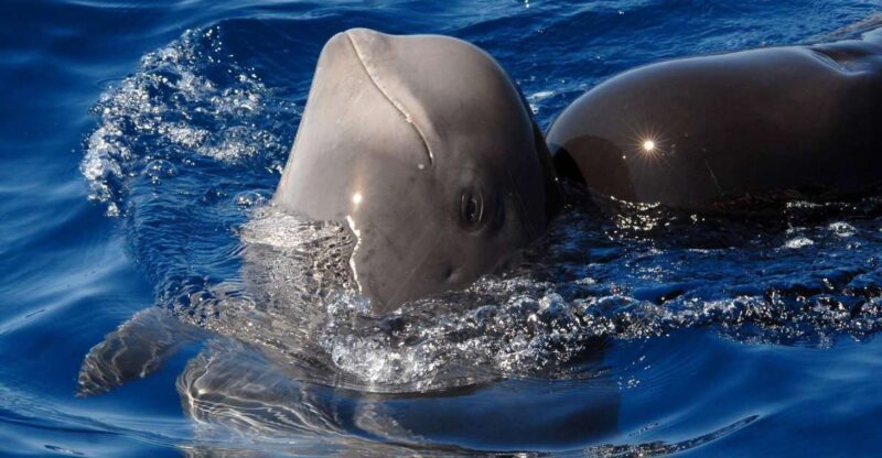 Madeira: Whale and Dolphin Watching Tour - Key Points