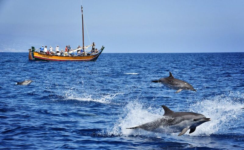 Madeira: Whale Watching Excursion in a Traditional Vessel - Spotting Marine Mammals