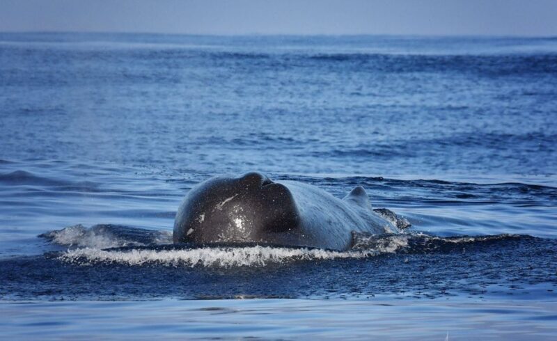 Madeira: Whale Watching Excursion in a Traditional Vessel - Spotting Marine Mammals