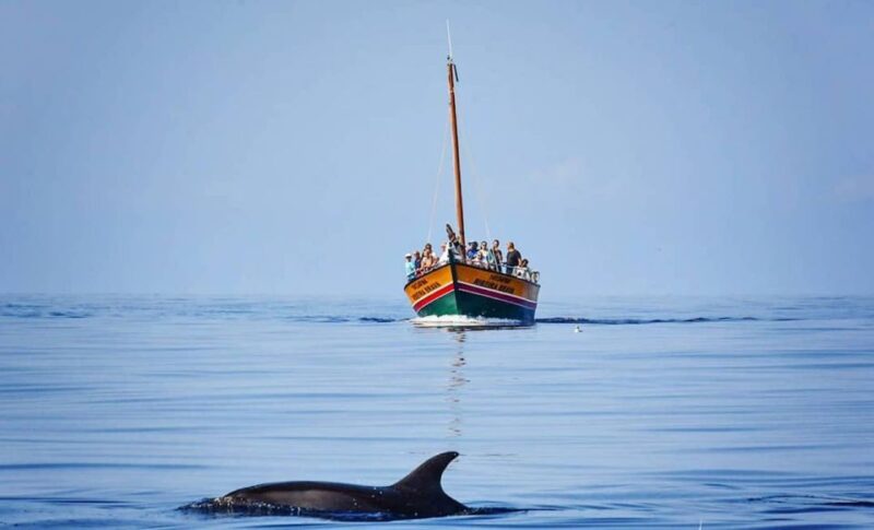 Madeira: Whale Watching Excursion in a Traditional Vessel - Expert Guide Professionalism