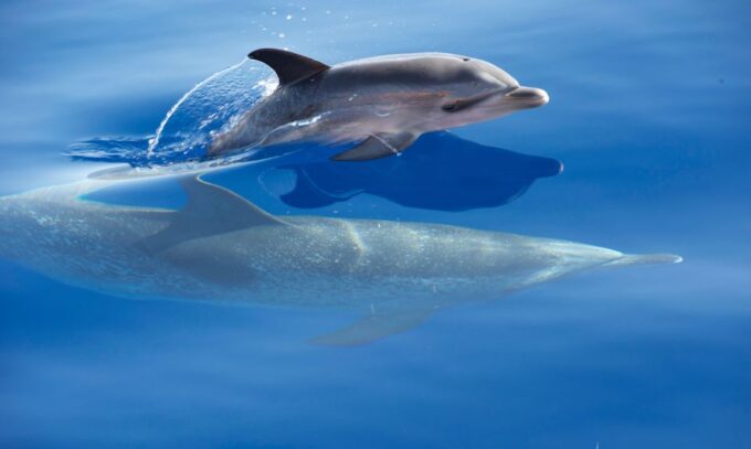 Madeira: Whale Watching Excursion in a Traditional Vessel - Customer Satisfaction Highlights