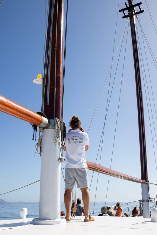 Madeira : Whales and Dolphins Wooden Boat Excursion - Experience and Itinerary