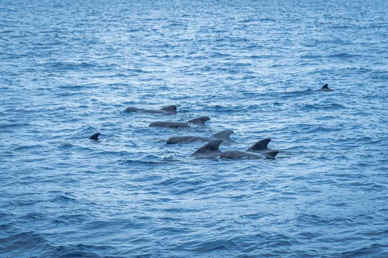 Madeira : Whales and Dolphins Wooden Boat Excursion - Inclusions and Special Offers