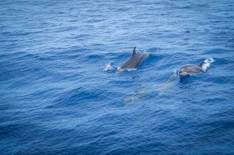 Madeira : Whales and Dolphins Wooden Boat Excursion - Recommendations and Meeting Point