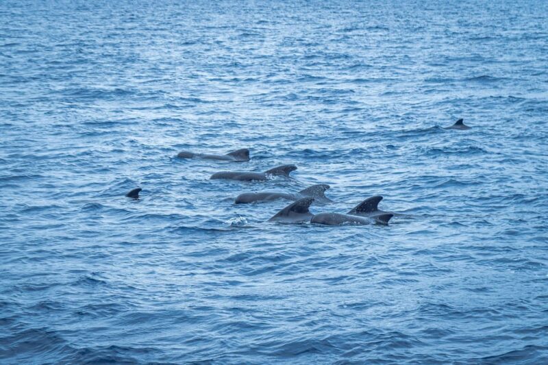 Madeira : Whales and Dolphins Wooden Boat Excursion - Customer Reviews and Feedback