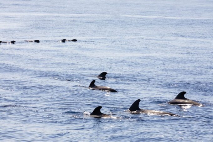 Madeira : Whales and Dolphins Wooden Boat Excursion - Frequently Asked Questions