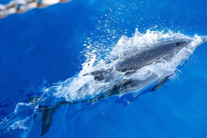 Madeira : Whales and Dolphins Wooden Boat Excursion - Recap