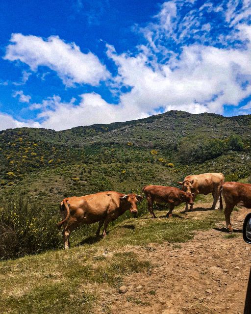 Madeira Wild West 4X4 Private Tour - Booking Information
