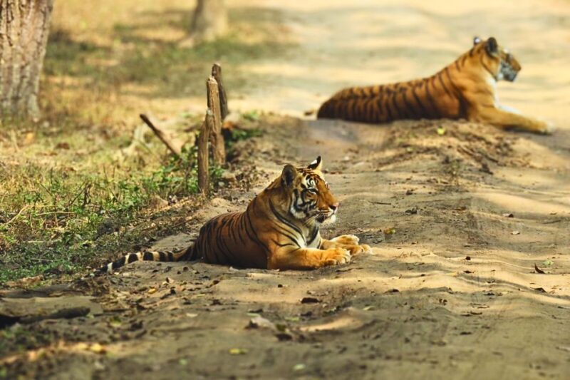Madhya Pradesh: Kanha National Park Guided Safari Tour - Safari Experience