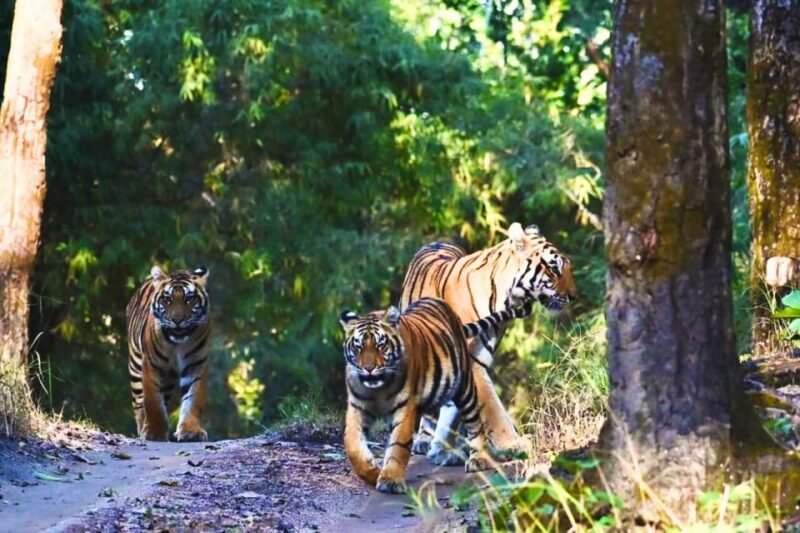 Madhya Pradesh: Kanha National Park Guided Safari Tour - Wildlife and Biodiversity