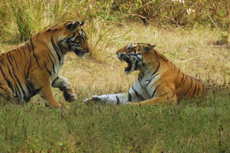 Madhya Pradesh: Kanha National Park Guided Safari Tour - Picking Entry Points