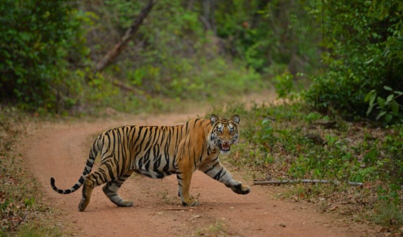 Madhya Pradesh: Satpura National Park Guided Jeep Safari - Geographical and Environmental Significance