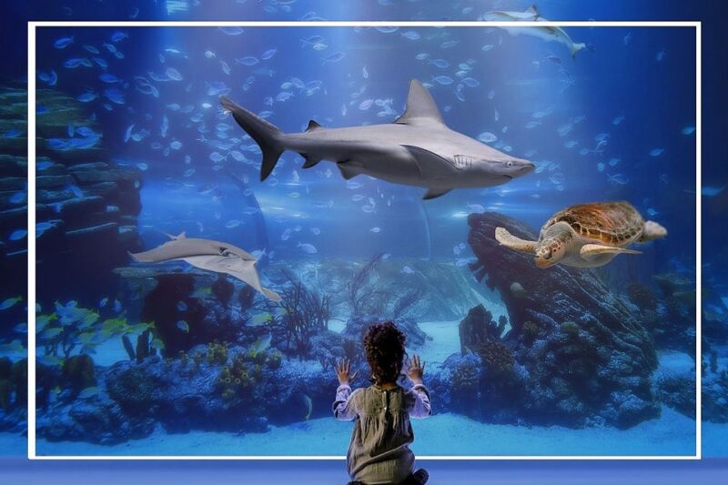 Madrid: Atlantis Aquarium Entry Ticket - Key Points