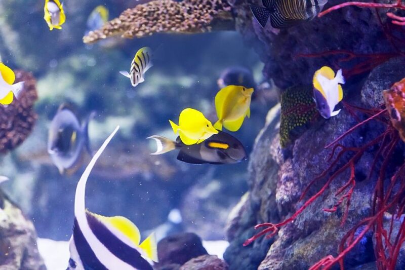 Madrid: Atlantis Aquarium Entry Ticket - Aquarium Features