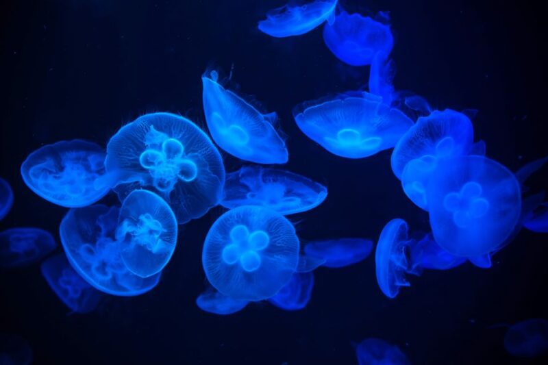 Madrid: Atlantis Aquarium Entry Ticket - Getting to the Aquarium