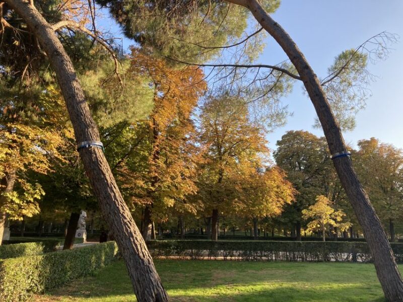 Madrid: Flow Yoga Class in Retiro Park - What to Bring