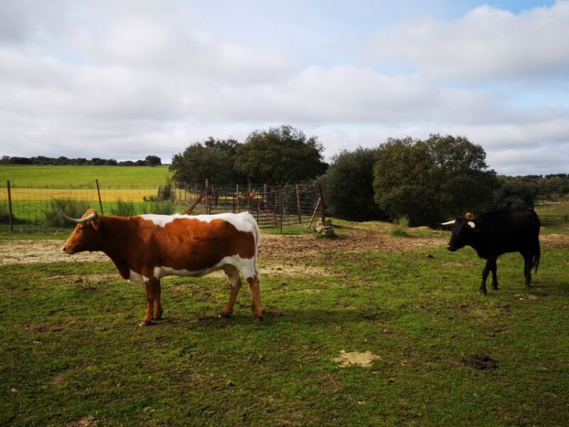 Madrid: Half-Day Bull Breeding Farm Tour - Key Points
