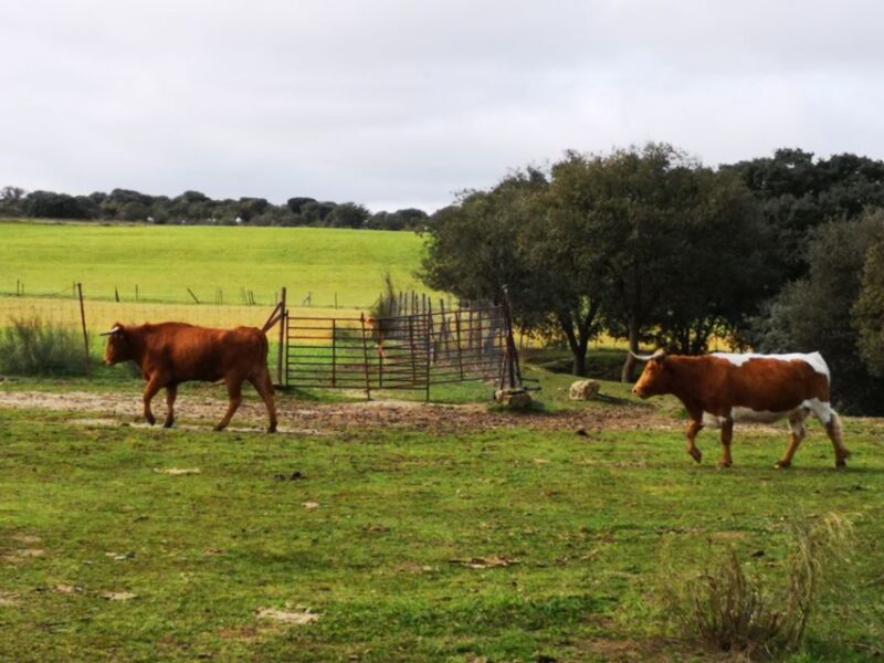 Madrid: Half-Day Bull Breeding Farm Tour - Highlights of the Experience