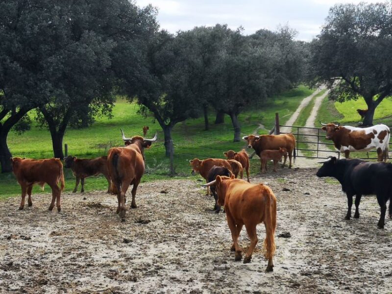 Madrid: Half-Day Bull Breeding Farm Tour - Farms History and Significance