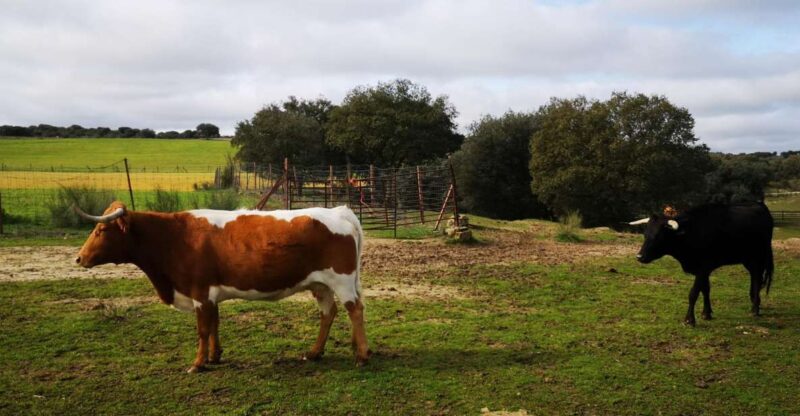 Madrid: Half-Day Bull Breeding Farm Tour - Observing the Bulls