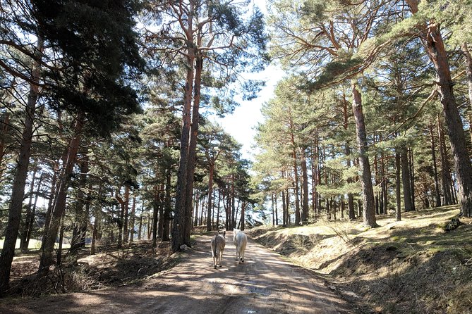 Madrid Mountains Free Walking Tour - Reviews and Feedback