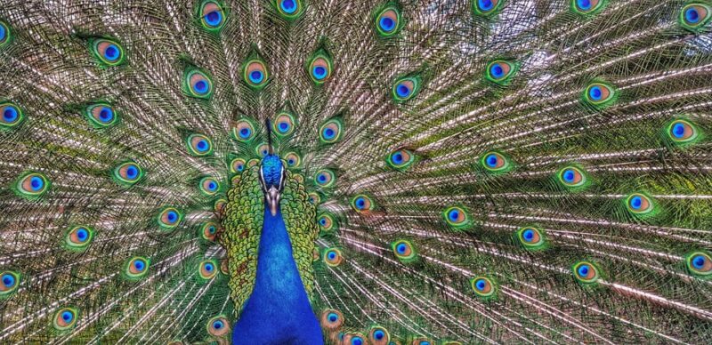 Madrid: Retiro Park Guided Tour With a Photographer - Tour Highlights