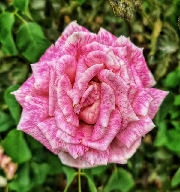 Madrid: Retiro Park Guided Tour With a Photographer - Local Insights