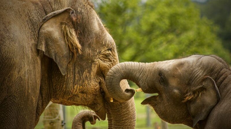 Madrid: Zoo Aquarium Madrid Ticket - Key Points