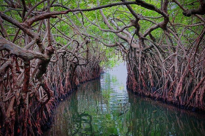 Madu River Boat Safari Balapitiya - Accessibility and Availability