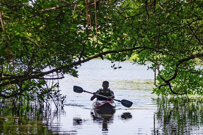 Madu River Sunrise Mangrove Kayaking From Bentota - Participant Feedback