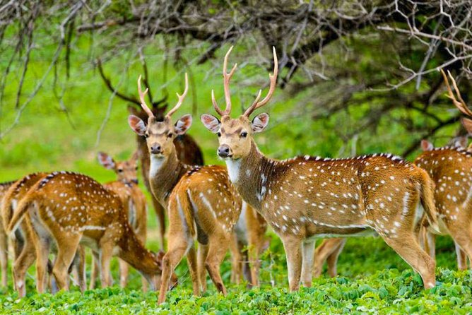 Maduru Oya National Park Private Safari - Tips for an Unforgettable Safari