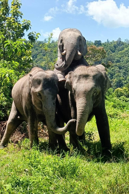 Maewang, Chiangmai: Elephant Jungle Park Day Tour - Key Points
