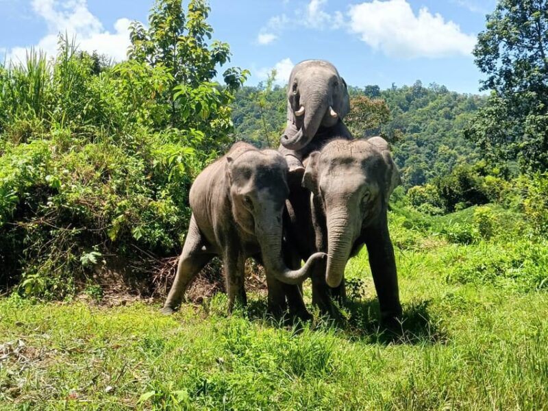 Maewang, Chiangmai: Elephant Jungle Park Day Tour - Inclusions and Whats Covered