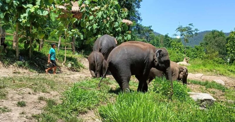 Maewang, Chiangmai: Elephant Jungle Park Day Tour - Restrictions and Considerations
