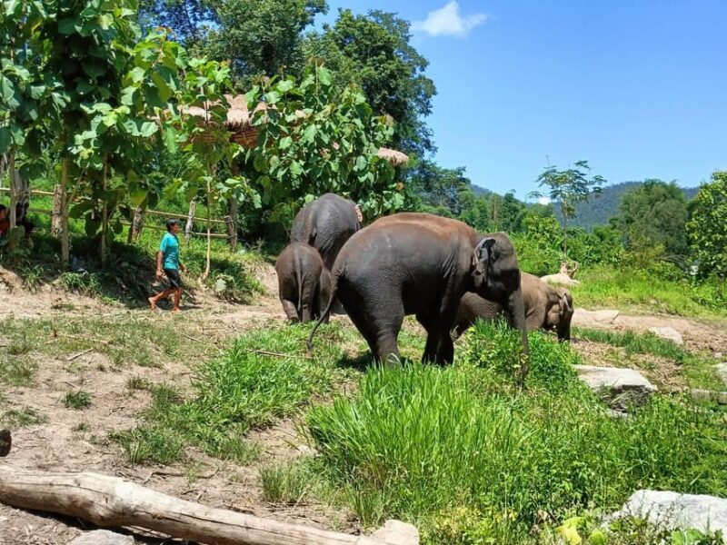 Maewang, Chiangmai: Elephant Jungle Park Day Tour - Exploring the Elephants Natural Habitat
