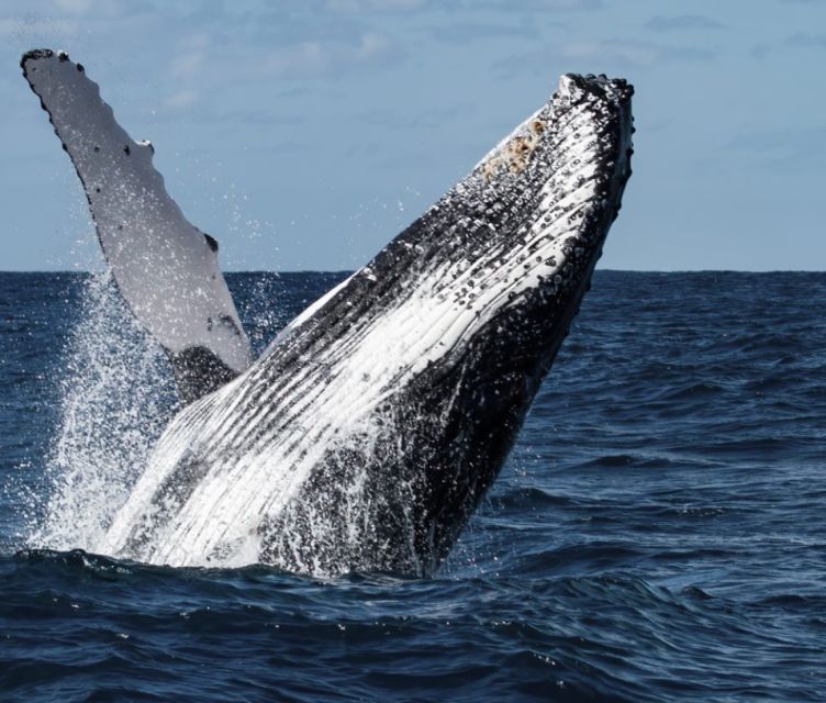 Magdalena Bay: Grey Whale Encounter - Key Points